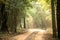 View of dusty road n the tropical forest, Sri Lanka, exotic adventure in Asia, green leaves, background, Upper Branches Of Tree