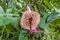 A view of a Dutchmans Pipe plant growing in the jungle near Tortuguero in Costa Rica