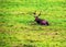 View of a Dybowski deer, Latin Cervus nippon hortulorum