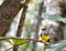 A view of eastern yellow robin