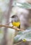 A view of eastern yellow robin