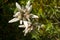 View of the Edelweiss flower in Bucegi Mountains, Romanian Carpathians