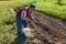 View of elderly man burying young potatoes with a rake into the ground in garden