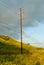 View of electrical utility pole and power lines surrounded by wild flowers.