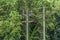 View of electricity poles and power lines with forest as background