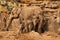 A view of an Elephant with calves