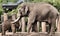 A view of an Elephant at Chester Zoo