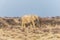 A view of an elephant in the early morning light in the Etosha National Park in Namibia