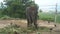 View of an elephant eating palm leaves with chickens around on a hill in Phuket, Thailand