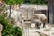 View of elephants in new compound in a zoo