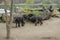 View of elephants in the Prague Zoo Czech Republic