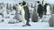 View of an emperor penguin colony