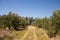 View of empty path in olive farm