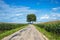 View of empty road with cornfield and trees