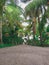 View of empty road in village with lots of coconut trees