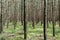 View of the endless conifer forests in Mueritz National Park in northern Germany