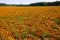 View on endless field with countless yellow and orange marigold flowers Tagetes erecta and patula