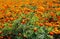 View on endless field with countless yellow and orange marigold flowers Tagetes erecta and patula