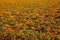 View on endless field with countless yellow and orange marigold flowers Tagetes erecta and patula