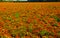 View on endless field with countless yellow and orange marigold flowers Tagetes erecta and patula