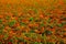 View on endless field with countless yellow and orange marigold flowers Tagetes erecta and patula