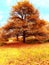 View of an English oak tree in the autumn sunshine