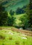View of English sheep in countryside