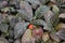 View of episcia reptans a genus of tropical flowering plant