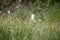 View of Eriophorum, Cottongrass, in the European Alps with high mountains and forests