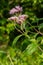 The view of Eupatorium fortunei floral plant blooming in the greenery