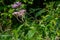 The view of Eupatorium fortunei floral plant blooming in the greenery