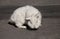 View of european white rabbit stands on sidewalk, pavement in city street and center square. Portrait of decorative bunny.