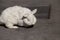 View of european white rabbit stands on sidewalk, pavement in city street and center square. Portrait of decorative bunny.