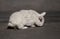 View of european white rabbit stands on sidewalk, pavement in city street and center square. Portrait of decorative bunny.