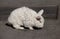 View of european white rabbit stands on sidewalk, pavement in city street and center square. Portrait of decorative bunny.