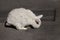 View of european white rabbit stands on sidewalk, pavement in city street and center square. Portrait of decorative bunny.