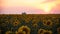 View of evening field with blooming sunflowers