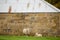 View of a Ewe and her lamb near an old sandstone block farm building