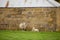 View of a Ewe and her lamb near an old sandstone block farm building