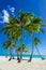 View of an exotic beach with tall palm trees and golden sand