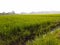 The view of the expanse of green rice fields in the morning