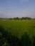 The view of the expanse of green rice fields in the morning