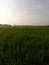 The view of the expanse of green rice fields in the morning