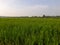 The view of the expanse of green rice fields in the morning