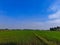 The view of the expanse of green rice fields in the morning
