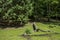 View of a fallen tree on a meadow in front of a mixed forest