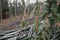 View on fallen trees across branches of spruce