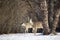 View of fallen a white tail deer and her grown fawn in a wooded ravine area with snow covered ground