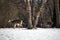 View of fallen a white tail deer and her two grown fawns in a wooded ravine area with snow covered ground