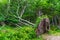 View of fallen wood in the forest